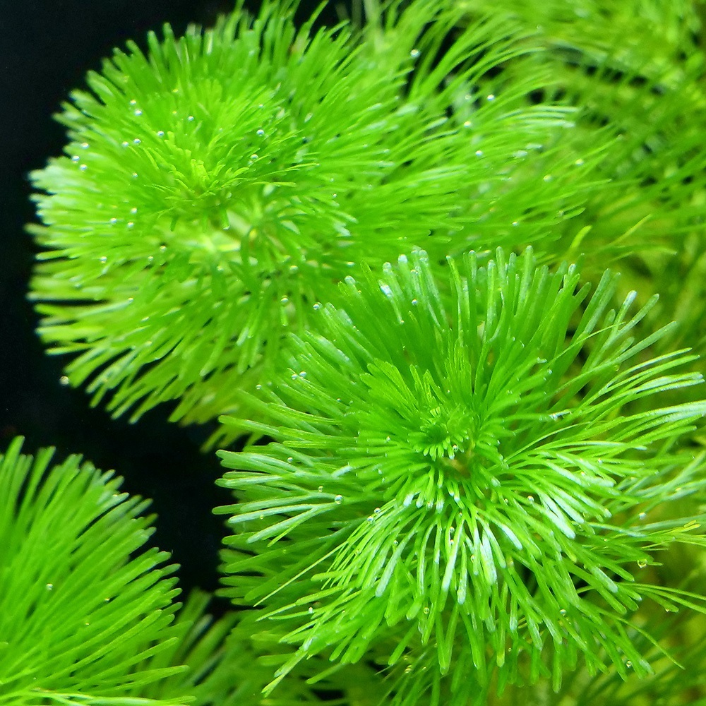 楽天市場】（水草）メダカ・金魚藻 国産 無農薬アナカリス 鉛