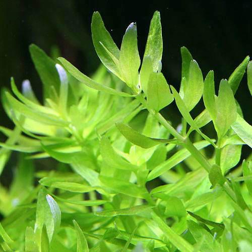 楽天市場】（水草）ポタモゲトン オクタンドルス（水中葉）（無