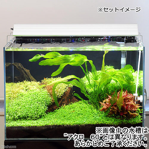 海外正規品 楽天市場 オールガラス６０ｃｍ水槽 スーパークリア アクロ６０ｓ ｔｒｉａｎｇｌｅ ｌｅｄ ｇｒｏｗ セット お一人様１点限り 沖縄別途送料 関東当日便 Charm 楽天市場店 人気ショップが最安値挑戦 Www Lexusoman Com