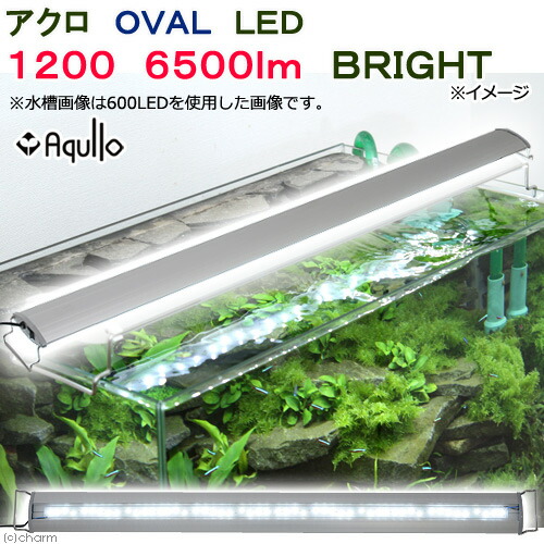 楽天市場 アクロ ｏｖａｌ ｌｅｄ １２００ ６５００ｌｍ ｂｒｉｇｈｔ ａｑｕｌｌｏ １２０ｃｍ水槽用 ライト 沖縄別途送料 関東当日便 Charm 楽天市場店