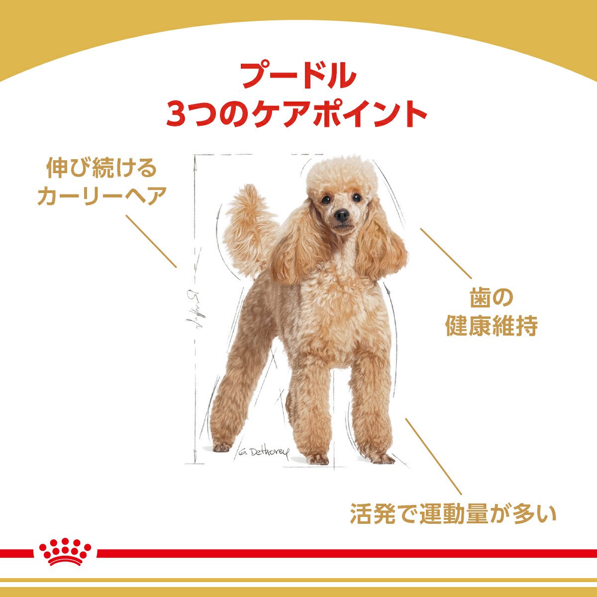 ロイヤルカナン プードル 成犬用 ３ｋｇ×２袋 ジップ付 ＰＯＭ＿Ｄ お一人様２点限り 沖縄別途送料 関東当日便 少し豊富な贈り物