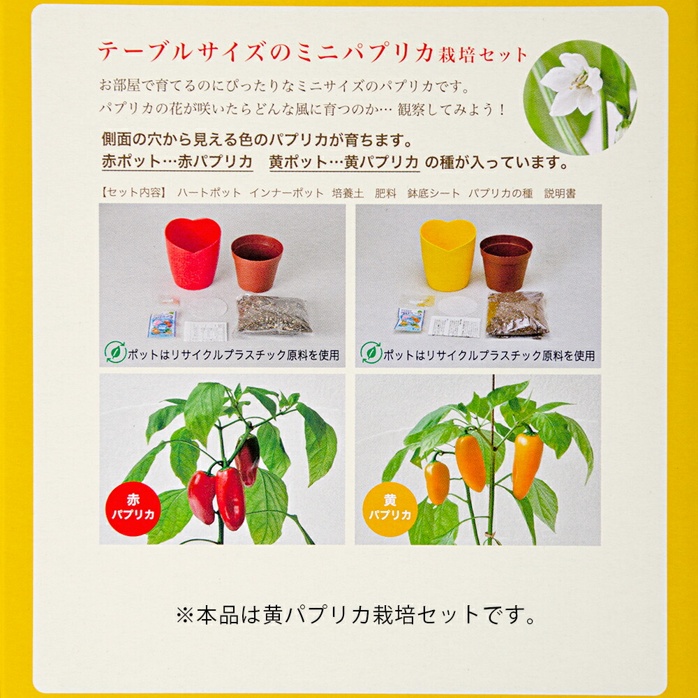 聖新陶器 テーブルサイズのミニパプリカ栽培セット