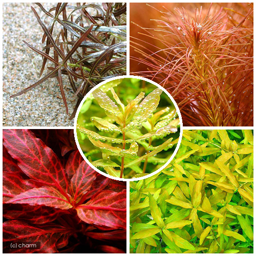 (水草)おまかせ5色紅葉セット(無農薬)(水上葉)(50本)