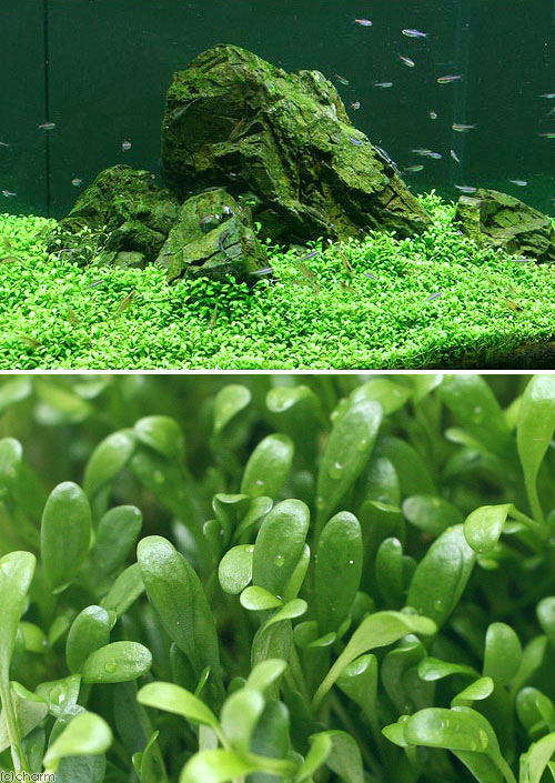 新しい季節 水草 初心者向け説明書付 グロッソスティグマ 水上葉 プリンカップ 無農薬 3個 Condominiotiradentes Com 新しい季節 水草 初心者向け説明書付 グロッソスティグマ 水上葉 プリンカップ 無農薬 3個 Condominiotiradentes Com