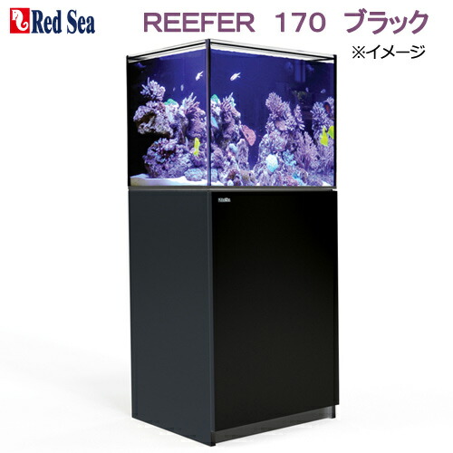 楽天市場】□（超大型） レッドシー ＲＥＥＦＥＲ １７０ ブラック 