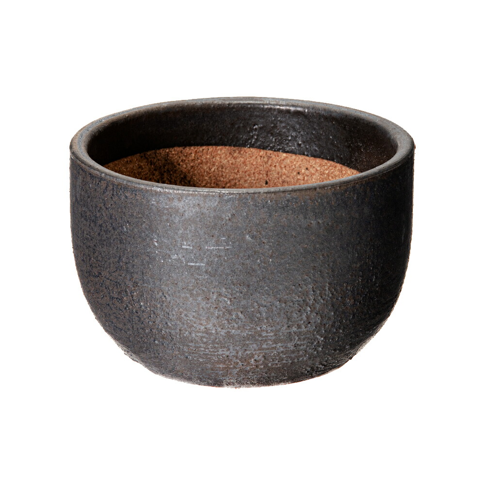 イ4179 「現地株」パキポディウム グラキリス S 抜き苗【最新到着