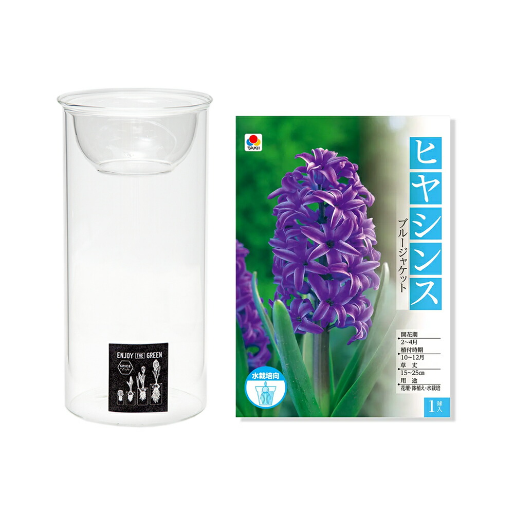 観葉植物 ヒヤシンス水耕栽培セット ブルージャケット １球 ｍｉｎｉ ｂｕｌｂ ｖａｓｅ 水耕栽培ガラスベース クリア ロング 別倉庫からの配送