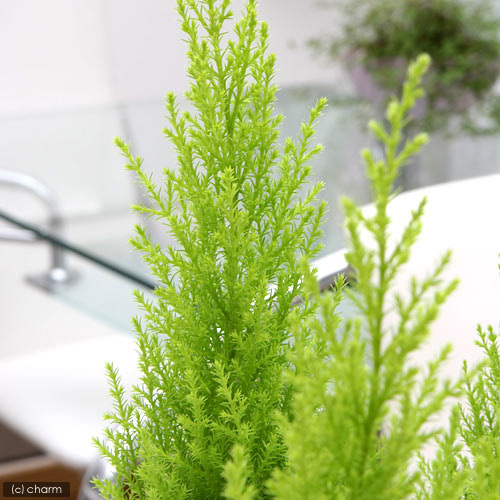 楽天市場 観葉植物 ゴールドクレスト ウィルマ ３号 ５ポット Charm 楽天市場店