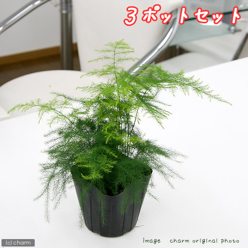 観葉植物 アスパラガス ナナス 号 ポットセット Educaps Com Br