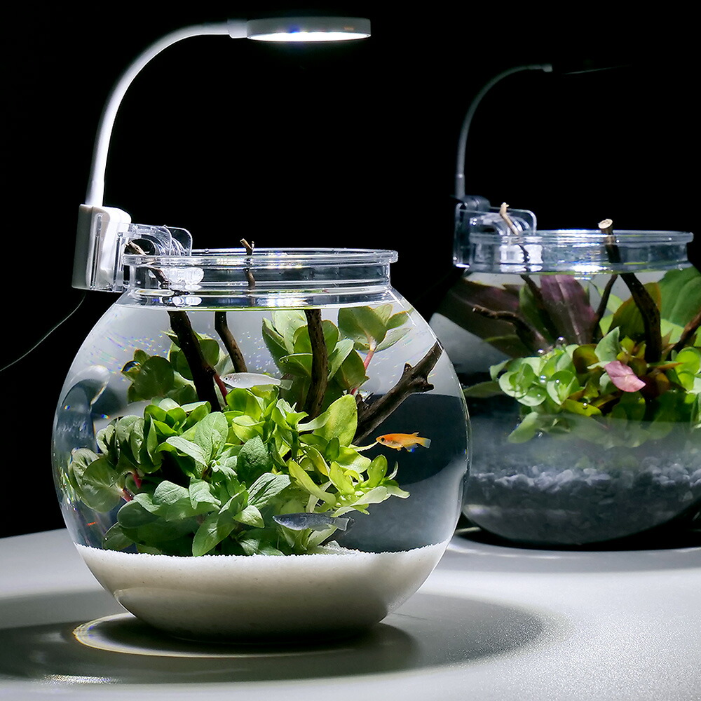 アクアリウム 楽天市場】（熱帯魚）（水草）GEX グラスアクアリウム