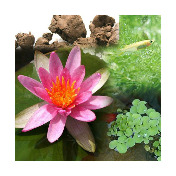 （ビオトープ）（めだか）ビオ植物とメダカセット　姫睡蓮（ヒメスイレン）　赤　鉢なしセット本州四国限定