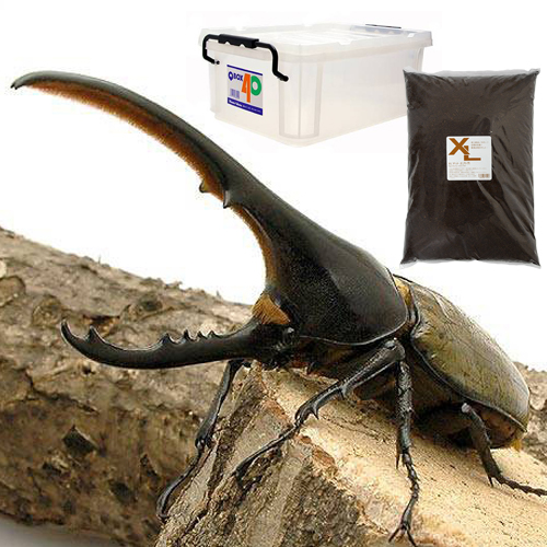 楽天市場】外国産カブトムシ用 産卵セット ヘラクレス コーカサス