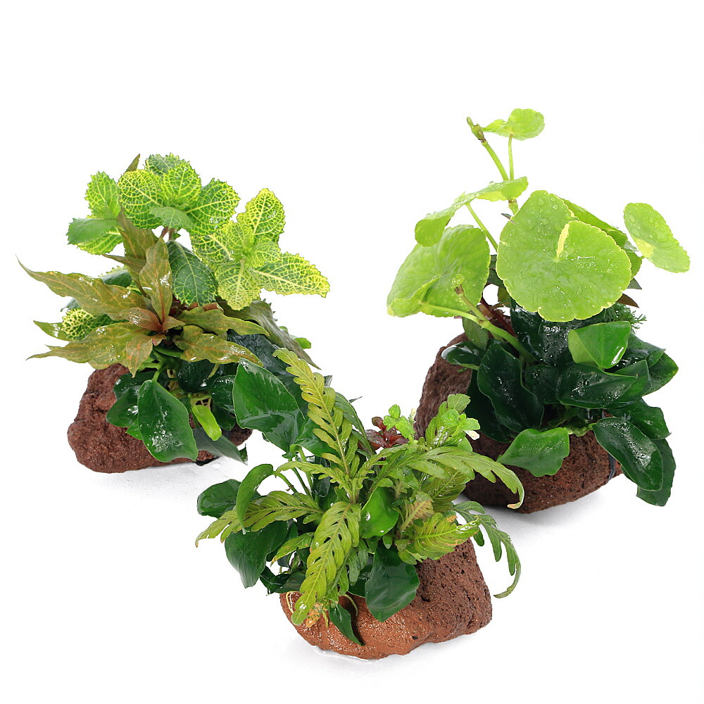 水草⭐︎様 リクエスト 4点 まとめ商品 楽天市場】（水草）Plants Arrangement ザ