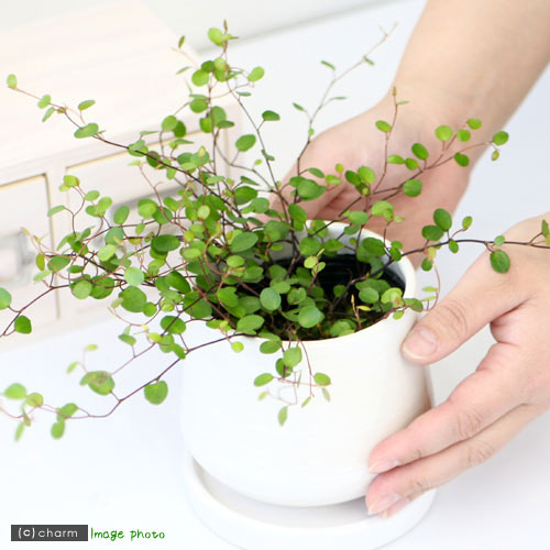 観葉植物 ワイヤープランツ 号 ポット Doorswindowsstairs Co Uk