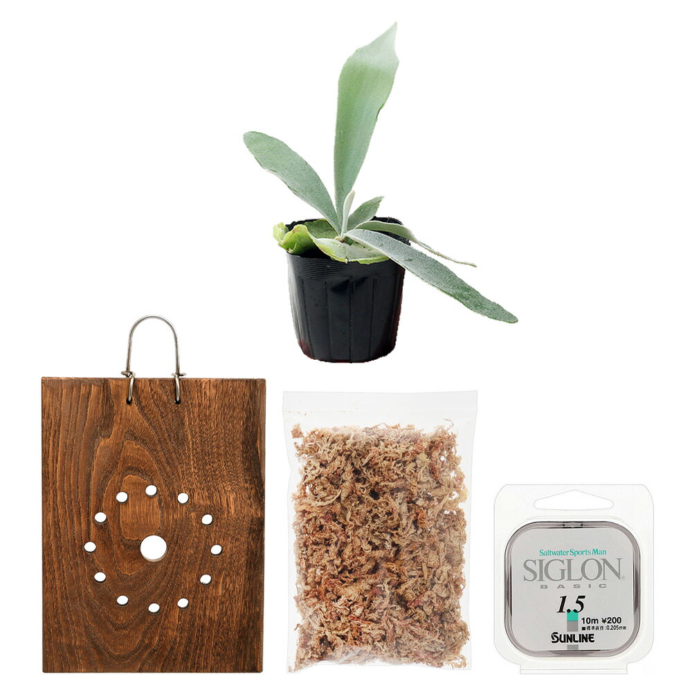 楽天市場】（観葉植物）ビカクシダ板付けセット コウモリラン 壁掛け