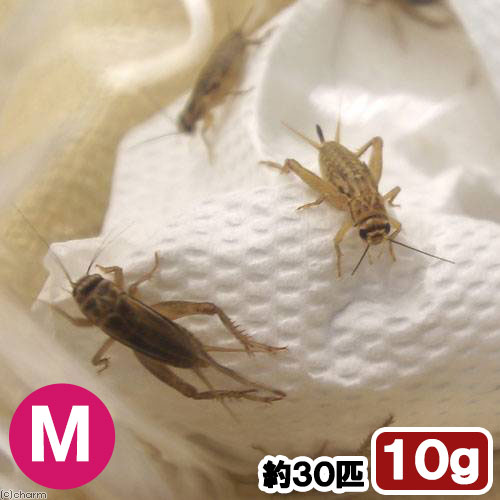 楽天市場 生餌 ヨーロッパイエコオロギ ｍ １０グラム 約３０匹 爬虫類 両生類 大型魚 餌 エサ Charm 楽天市場店