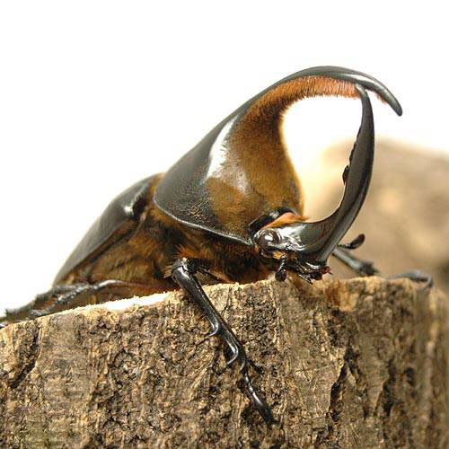 新発売の 昆虫 サタンオオカブトムシ ボリビア産 幼虫 初 ２令 ３匹 沖縄 離島不可 タイム便 航空便不可 安いそれに目立つ Bwpremierlagrande Com