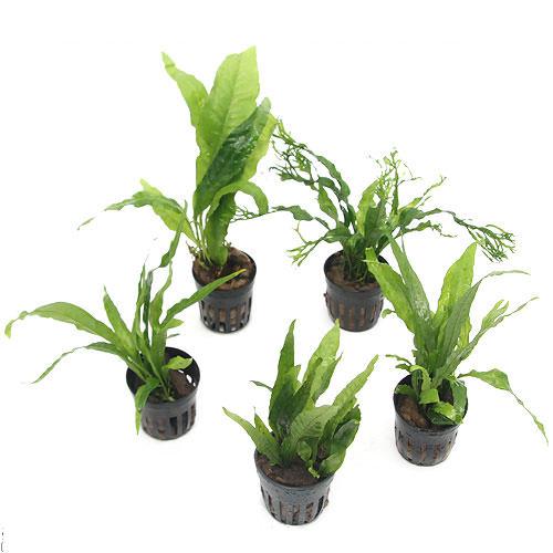 楽天市場】（水草）ミクロソリウムsp．スモールリーフ（水中葉）（無