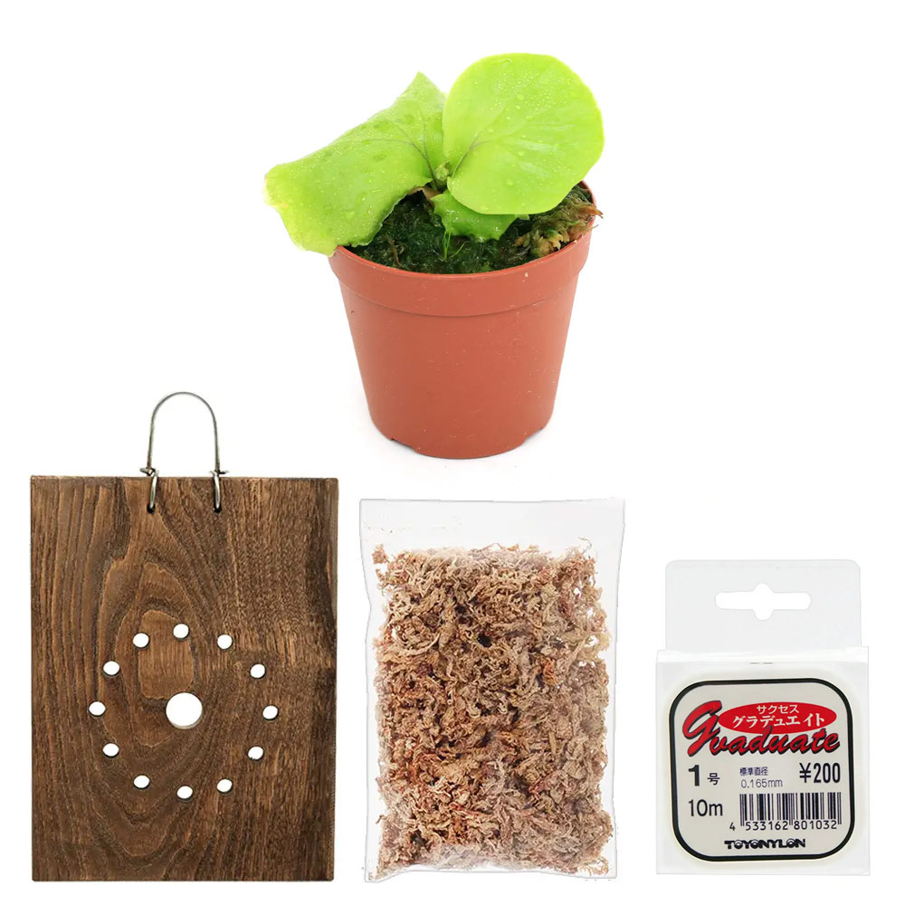 リドレイ　スポア　コルク付 楽天市場】（観葉植物）ビカクシダ リドレイ スポア 2．5〜3号（1