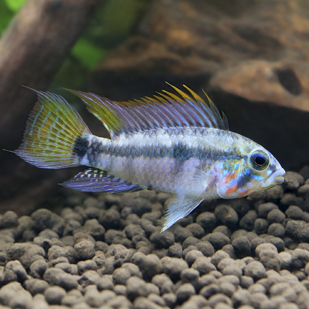 （熱帯魚）アピストグラマｃｆ．ペルソナータ（ワイルド）（１ペア）　北海道・九州航空便要保温