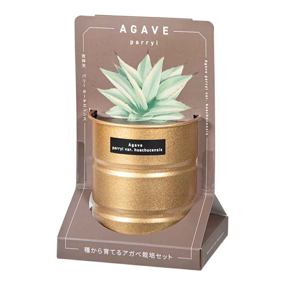 楽天市場】聖新陶芸 種から育てる アガベ栽培セット ケルチョベイ