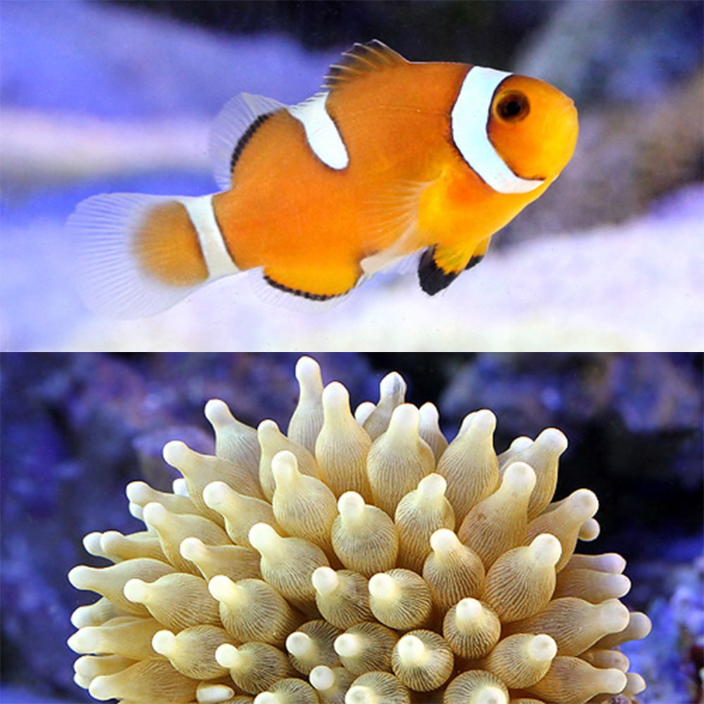 カクレクマノミ カクレクマノミ Sサイズ(ワイルド)(1匹) | チャーム