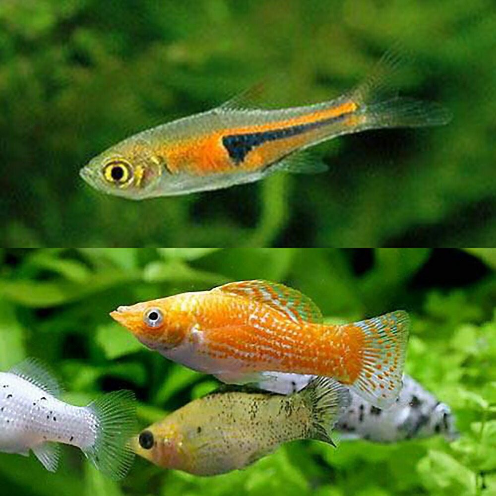 【楽天市場】（熱帯魚）ビギナー向けモーリーセット ミックスモーリー（5匹）＋ラスボラエスペイ（6匹） 北海道・九州航空便要保温：charm 楽天市場店