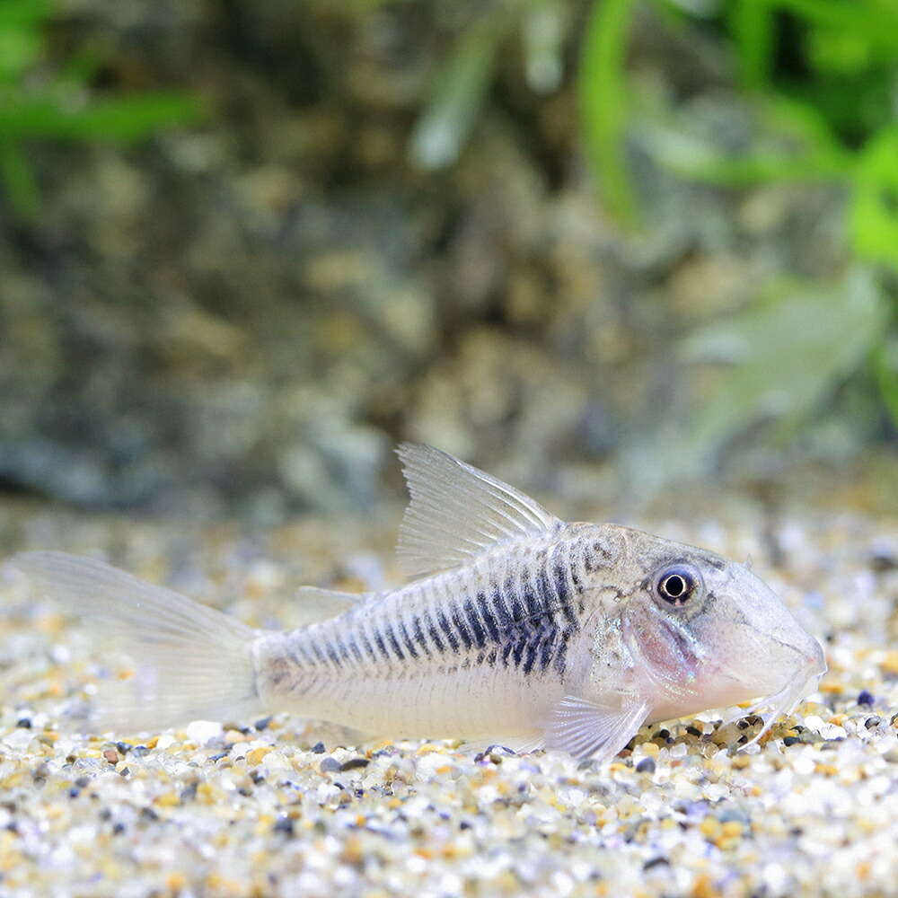 （熱帯魚）コリドラス・ゲオフロイ（ブリード）（１匹）　沖縄別途送料　北海道航空便要保温｜charm 店