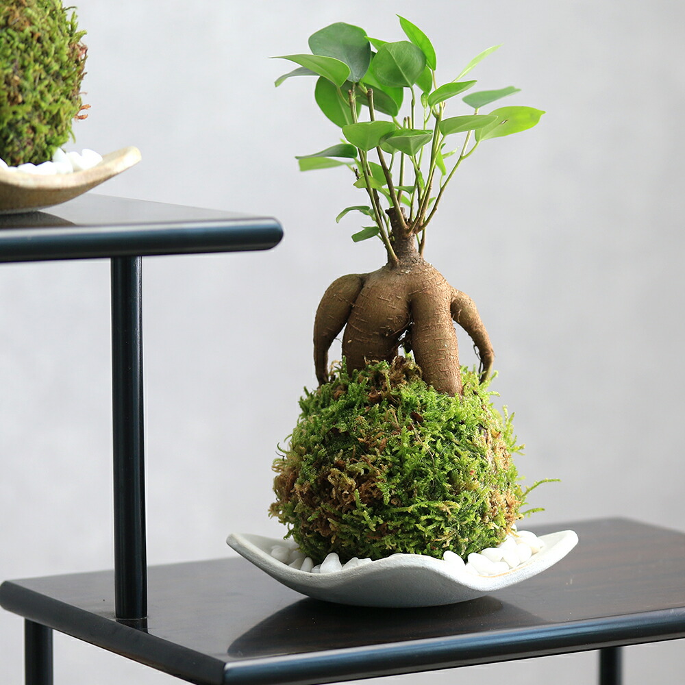 楽天市場】（観葉植物）苔玉皿付き！苔玉 ガジュマル（1個） 益子焼