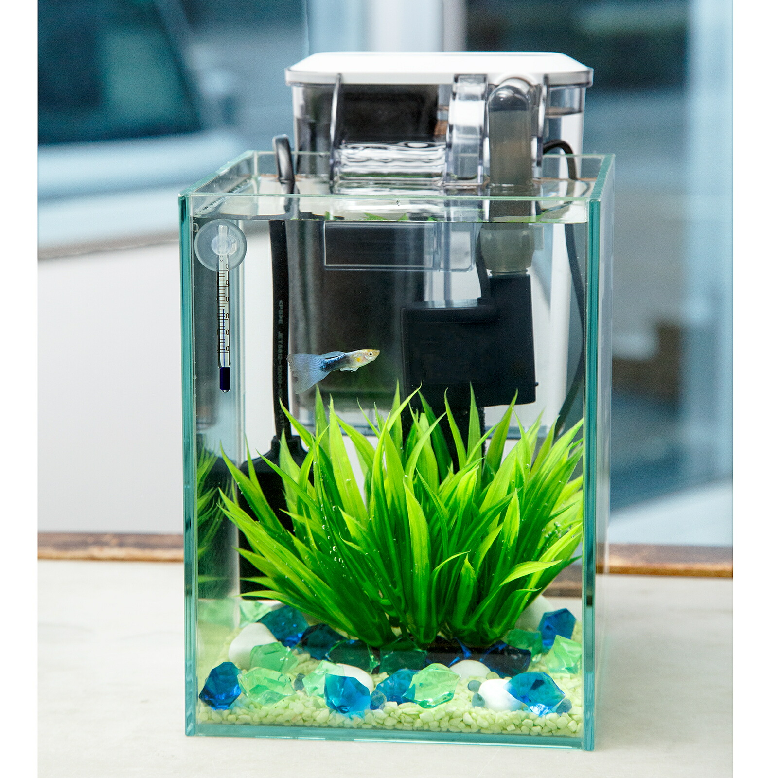 楽天市場】（海水魚）30H海水水槽セット 海水魚・サンゴ飼育