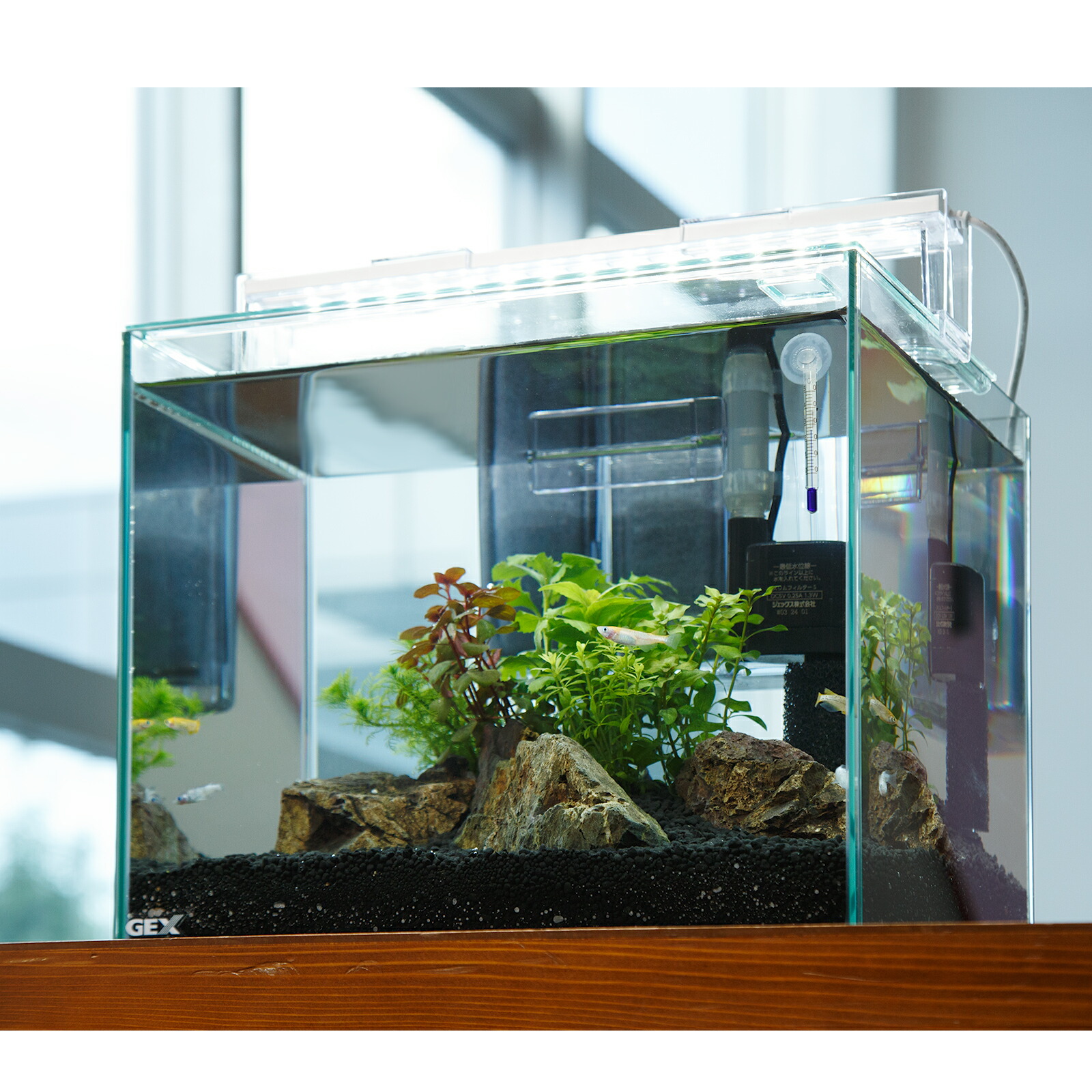 楽天市場】（めだか）（水草）飼育セット GEX ガラス水槽 グラス