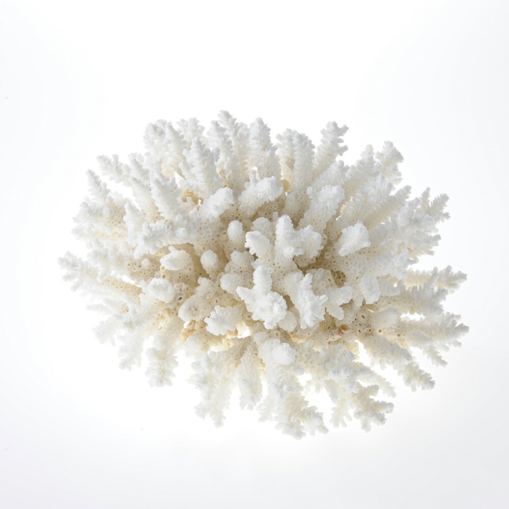貝殻　サンゴ 楽天市場】貝殻 サンゴの通販