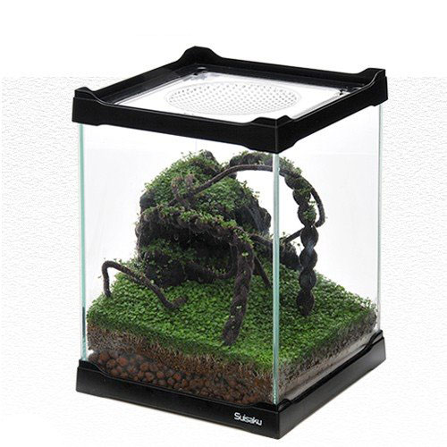 楽天市場 水作 ほとりえで作る水草レイアウト ｃｈブラック お一人様５点限り 関東当日便 Charm 楽天市場店