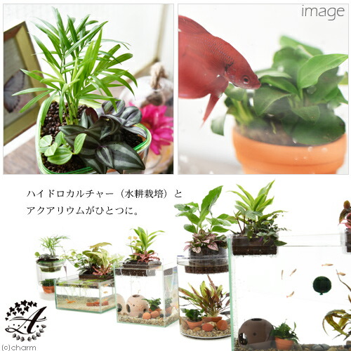 プライスダウン30 Off 熱帯魚 観葉植物 水作 アクアテリア ベタ用レイアウトセット ｐ１１０ 本州 四国限定 特別価格 Chetanacoop Com Np