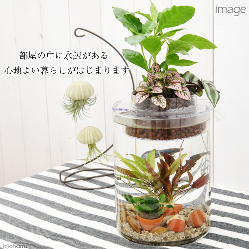 ビーシュリンプ ウサギ 観葉植物 熱帯魚 水草 私のアクアリウム アクアテリア ｐ１５０ ベタ飼育セット 生体 植物 ヒーター付き おしゃれ水槽セット 本州四国限定 Charm 店