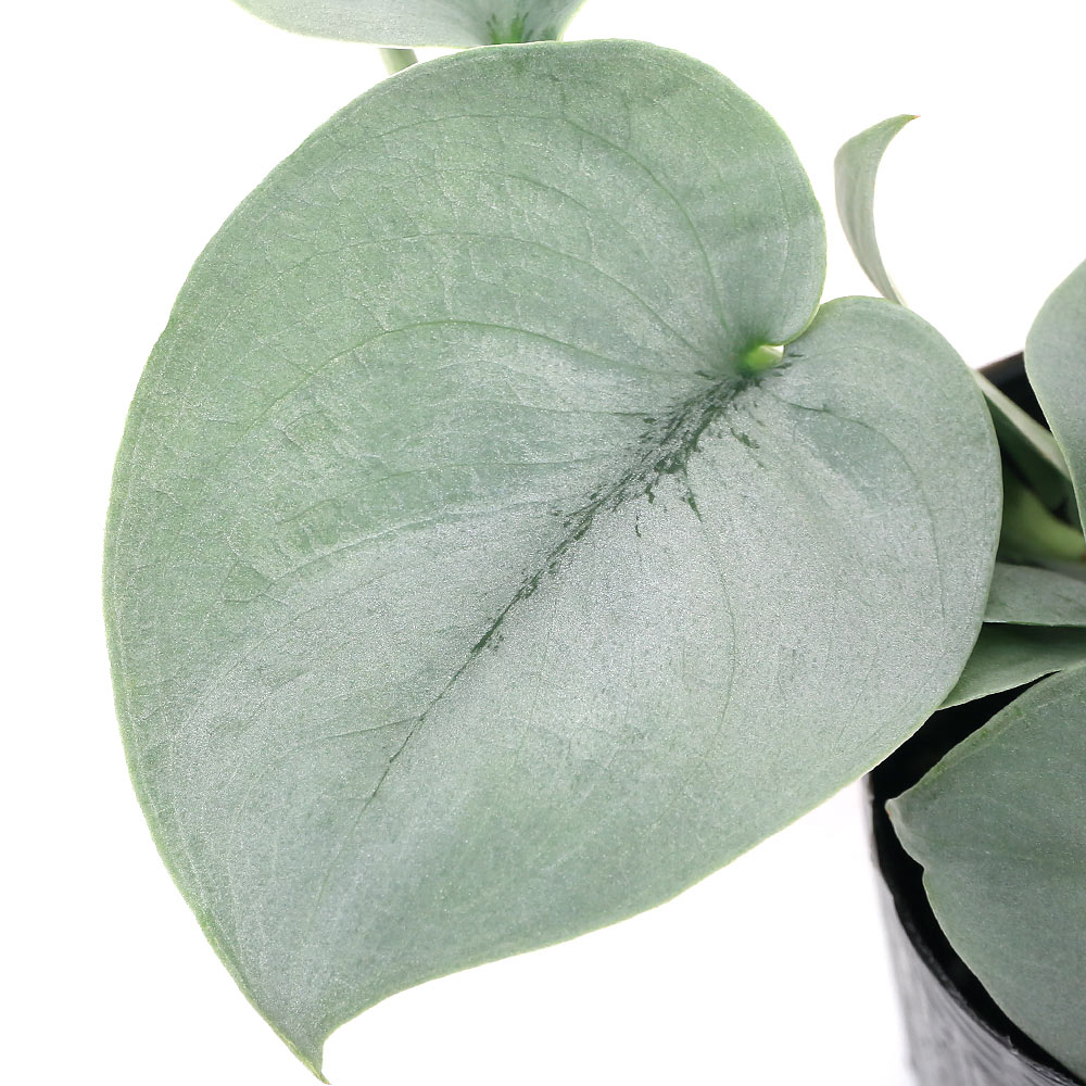 楽天市場】（観葉植物）ディフェンバキア トロピックスノー 6号（1鉢