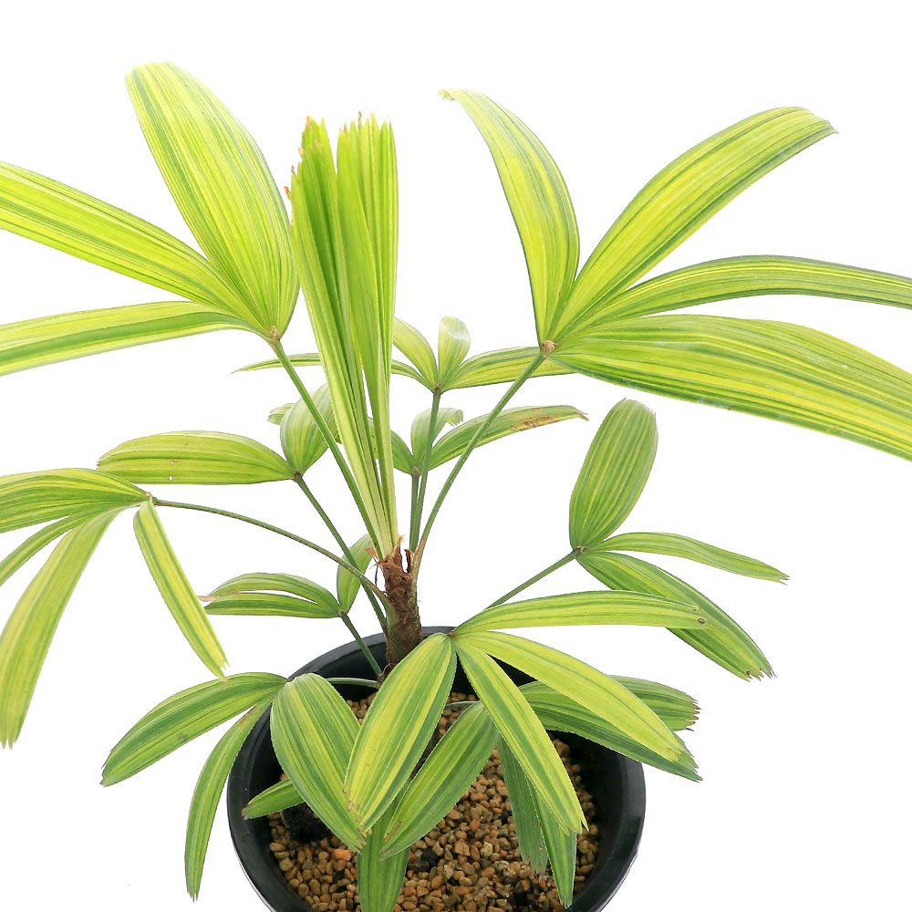 観音竹　小判　大株！　カンノンチク Amazon｜観音竹(カンノンチク) 綾錦 5号鉢【品種で選べる観葉植物