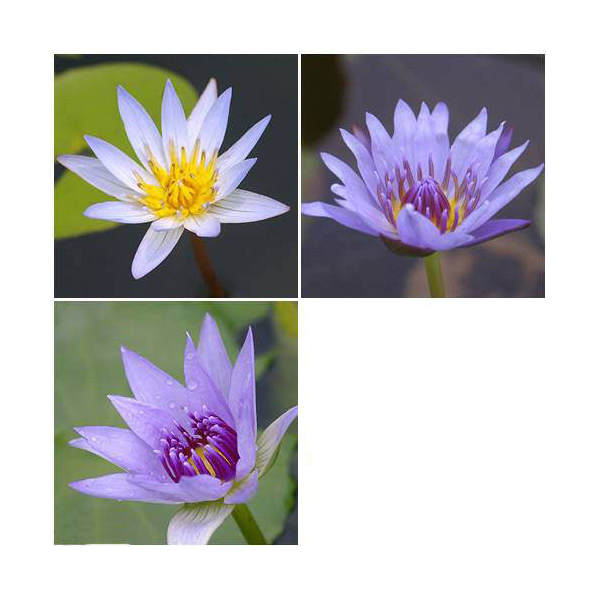 楽天市場】（ビオトープ）睡蓮 熱帯性睡蓮（スイレン）（青） コロラタ