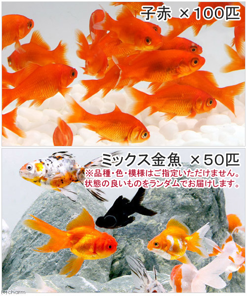 足魚 家で能力のある 本格金魚すくい プラ入物 金魚袋 ポイ 金魚動物お傍 本州四国束縛 Daemlu Cl