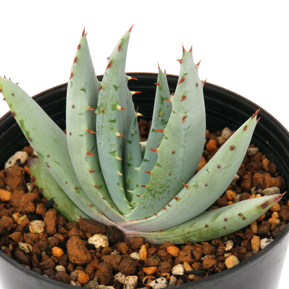 驚きの値段 観葉植物 アロエ ペグレラエ ３ ５号 １鉢