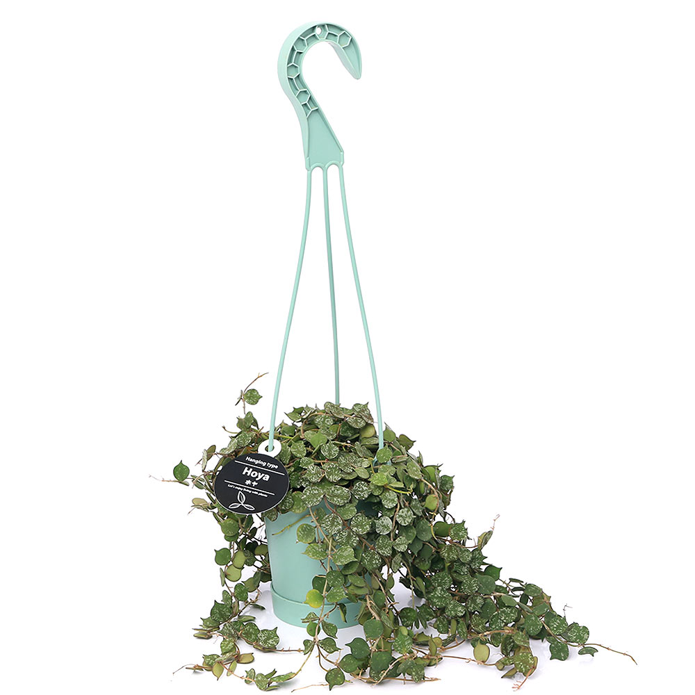 楽天市場】（観葉植物）フィカス エラスティカ ティネッケ 4号（1鉢