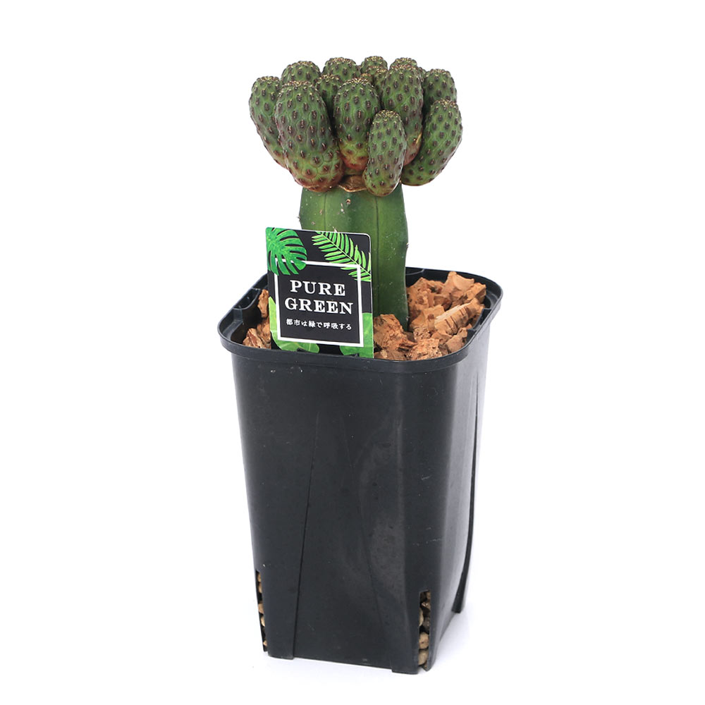 多肉 植物 気持ち 悪い 日本初の 50 割引 Cekokids Com