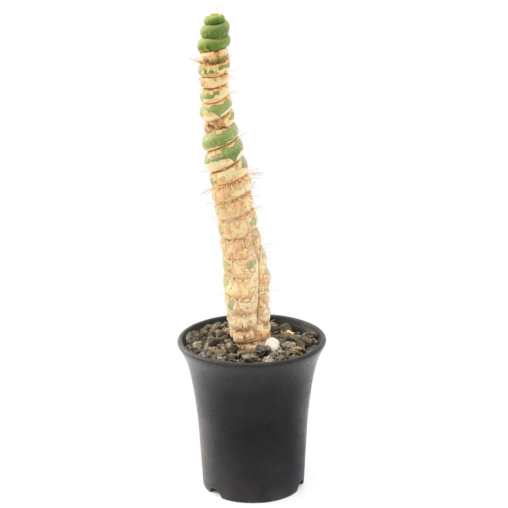 初回限定 観葉植物 一点物 サボテン ユーリキニア カスタネア スピラリス 345106 2 5号 1鉢 初回限定 観葉植物 一点物 サボテン ユーリキニア カスタネア スピラリス 345106 2 5号 1鉢