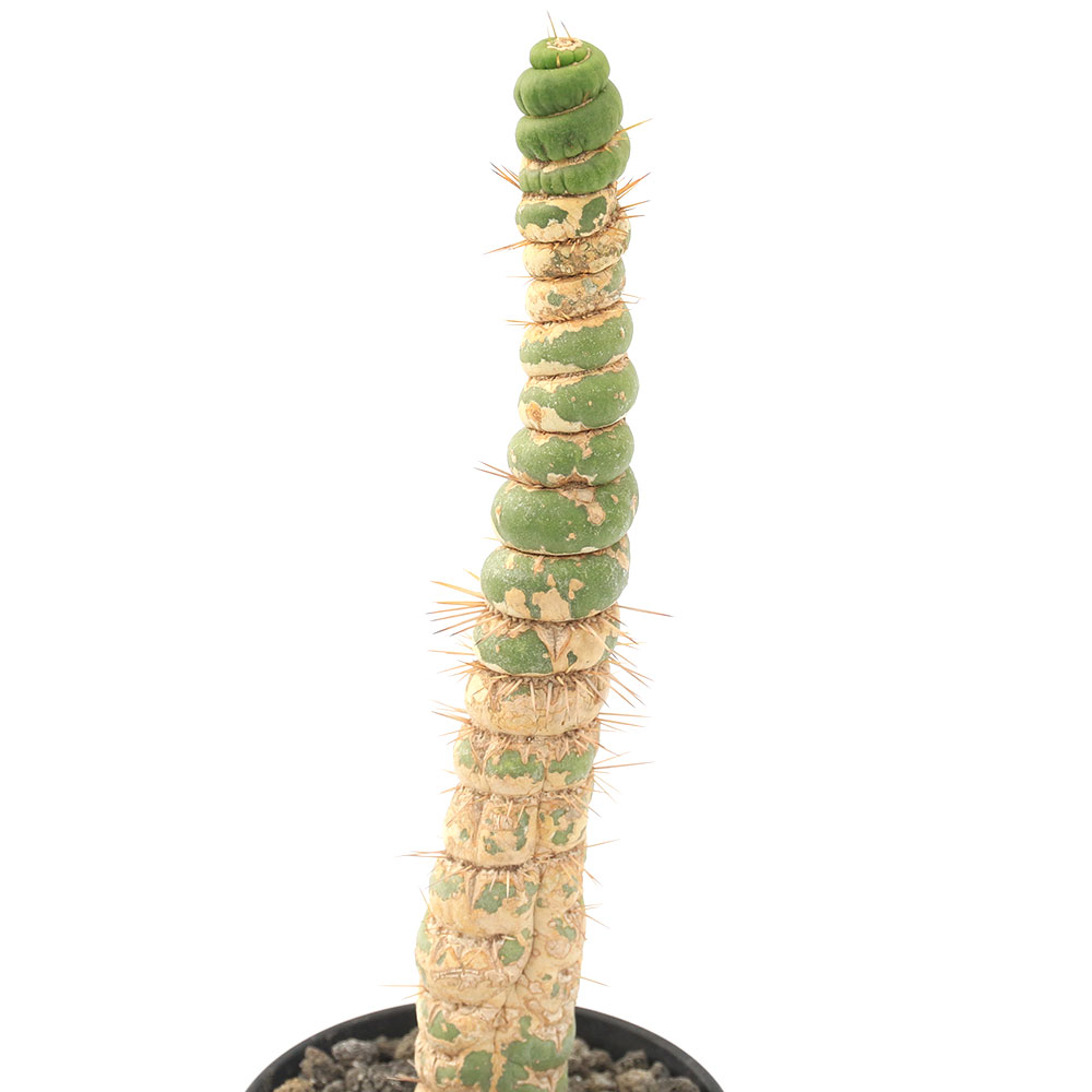 初回限定 観葉植物 一点物 サボテン ユーリキニア カスタネア スピラリス ３４５１０６ ２ ５号 １鉢 沖縄別途送料 1oficioverde Com Br