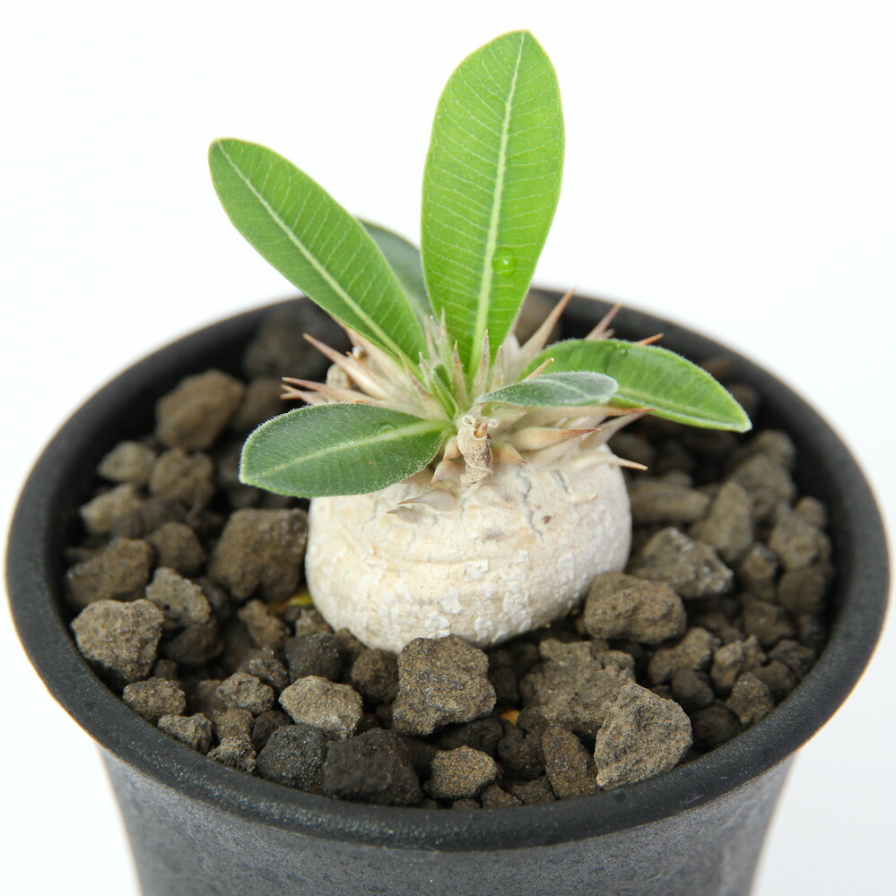 送料無料 観葉植物 一点物 パキポディウム エニグマティクム ３４５１０７ ２ ５号 １鉢 沖縄別途送料 コーデックス Fucoa Cl