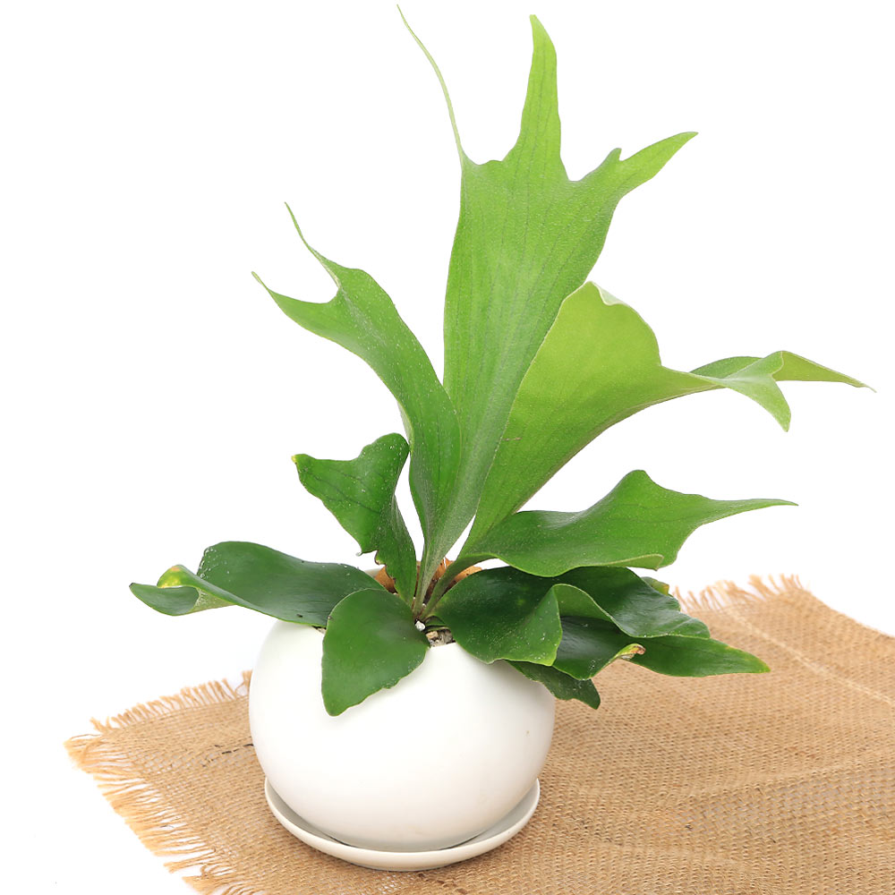 あなたの知らない「着生植物の世界」 | チャーム