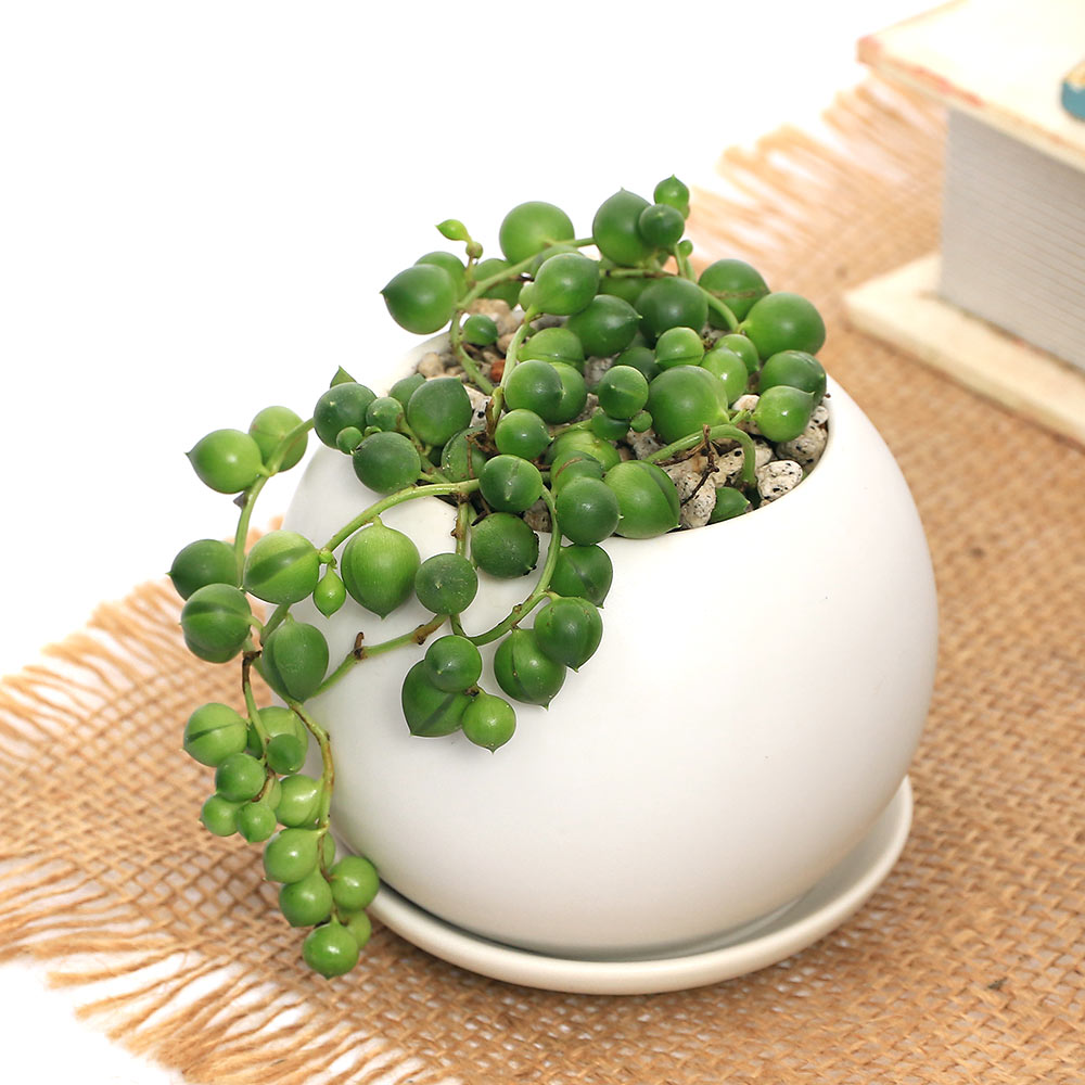 楽天市場】（観葉植物）グリーンネックレス フレグランドラウンド