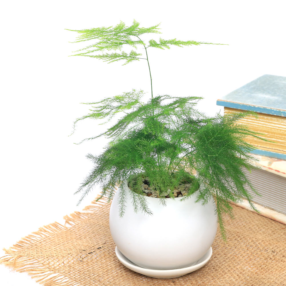 楽天市場 観葉植物 苔盆栽 アスパラガス ナナス ヘデラ おまかせ 抗火石鉢植え ｍサイズ １鉢 苔 Charm 楽天市場店