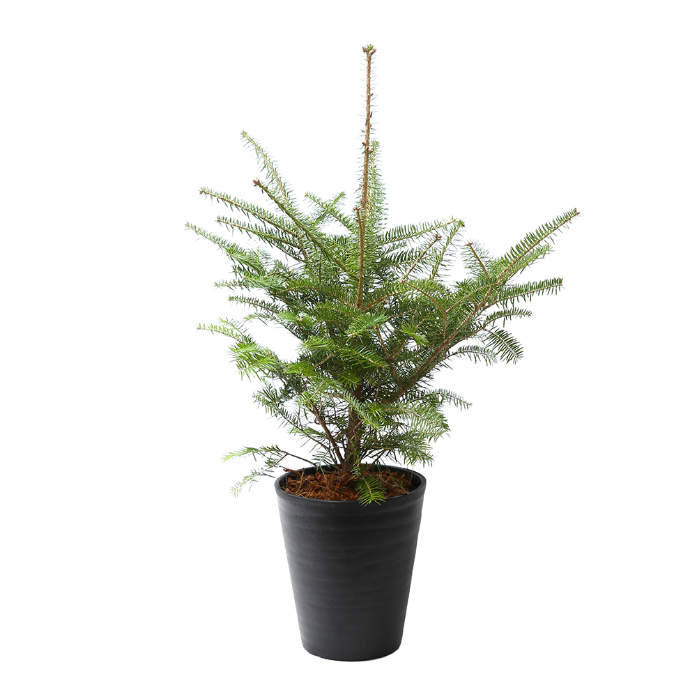 （観葉植物）植え込み済　もみの木　セラアート長鉢　７号　黒　１鉢　樹高６０～８０ｃｍ　クリスマスツリー