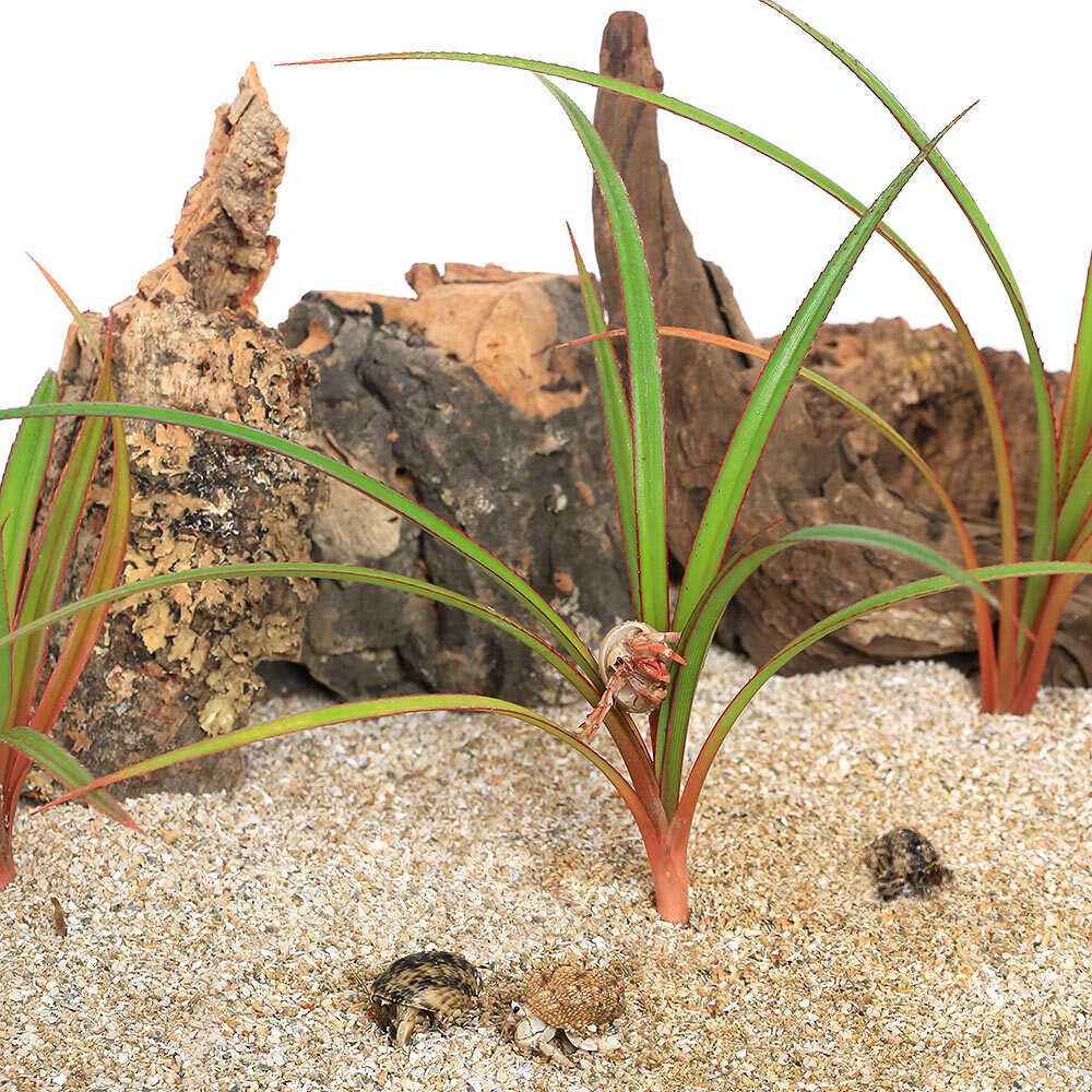 楽天市場】（観葉植物）タビビトノキ 旅人の木 オオギバショウ